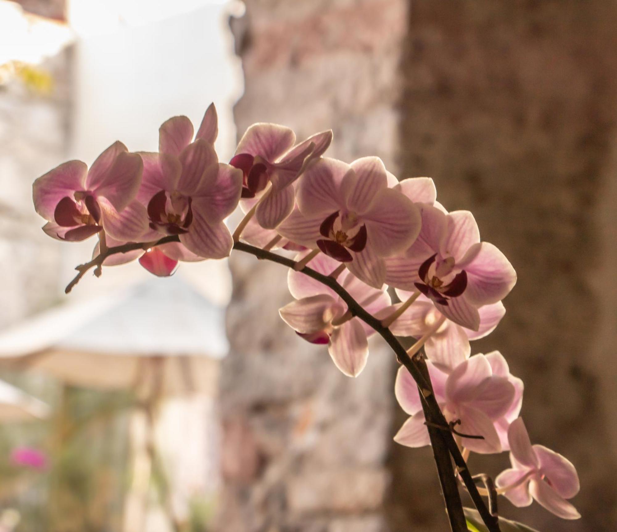 Orchid House Альенде Экстерьер фото